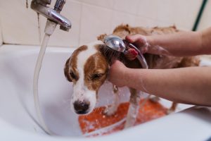 Top Tips to Pet Proof Your Plumbing